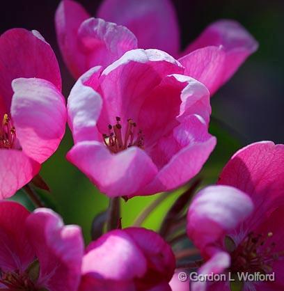 Pink Blossoms_48500.jpg - Photographed in Ottawa, Ontario - the Capital of Canada.